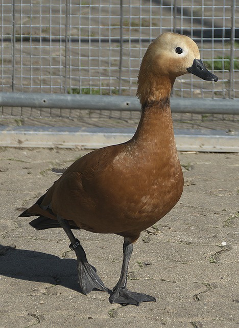 防守时